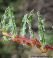 Image of Lewis' evening primrose