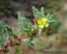 Image of Lewis' evening primrose