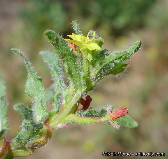 Image of Lewis' evening primrose