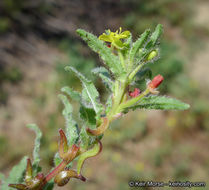 Image of Lewis' evening primrose