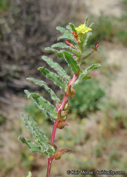 Image of Lewis' evening primrose