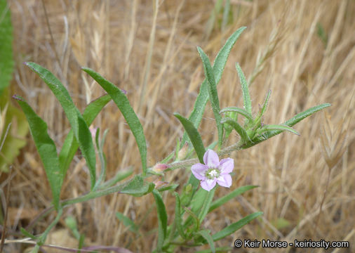 Image of Convolvulus simulans Perry