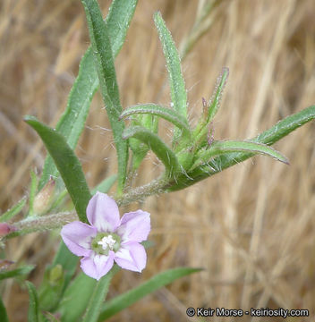 Image de Convolvulus simulans Perry