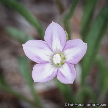 Image of Convolvulus simulans Perry