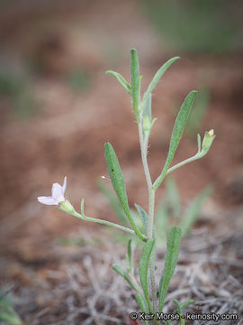 Image de Convolvulus simulans Perry