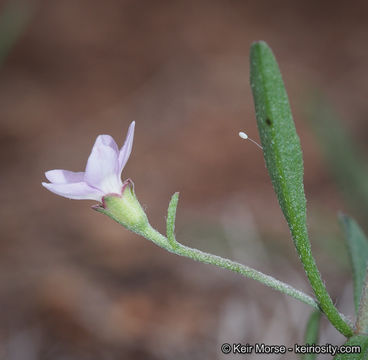 Image de Convolvulus simulans Perry