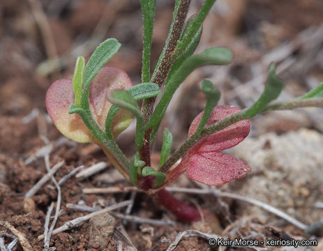 Image de Convolvulus simulans Perry