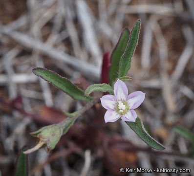 Image de Convolvulus simulans Perry