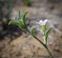 Image de Convolvulus simulans Perry