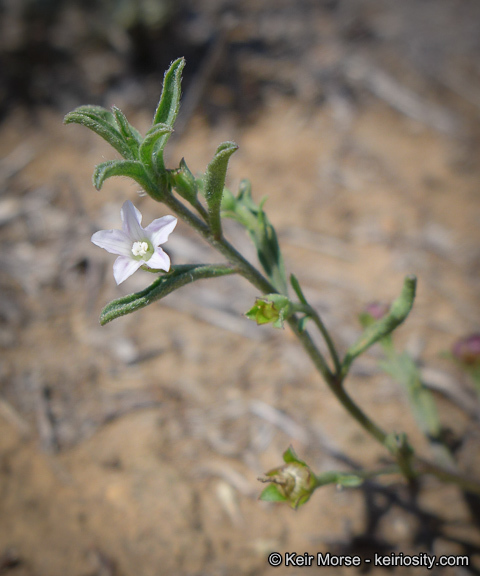 Image de Convolvulus simulans Perry