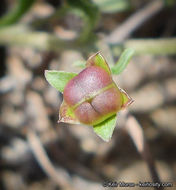 Image de Convolvulus simulans Perry