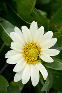 Image of White-Ray Mule's-Ears