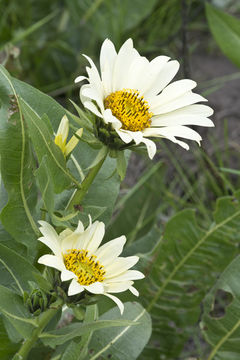 Image of White-Ray Mule's-Ears