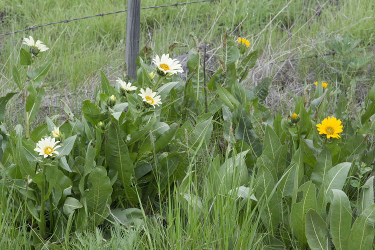 Image of White-Ray Mule's-Ears