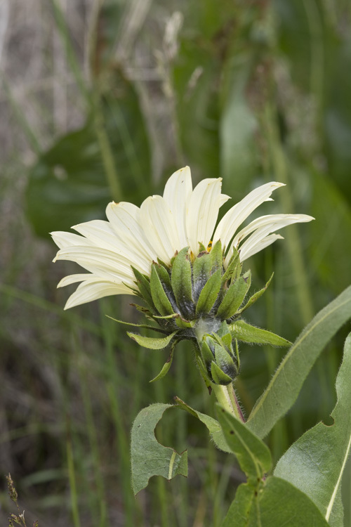 Image of White-Ray Mule's-Ears