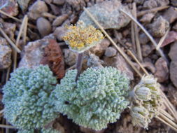 Image of woolly mountainparsley