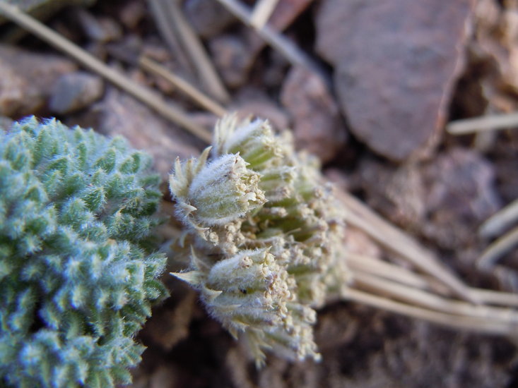 Image of woolly mountainparsley