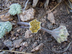 Image of woolly mountainparsley