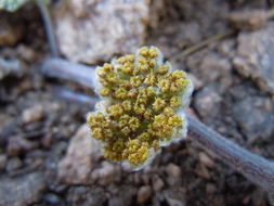 Image of woolly mountainparsley