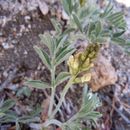 صورة Astragalus ertterae R. C. Barneby & J. R. Shevock