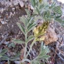 Image of Walker Pass milkvetch