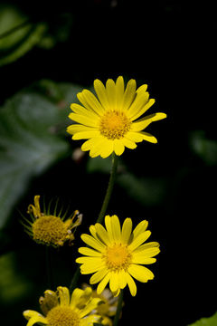 Слика од Doronicum pardalianches L.