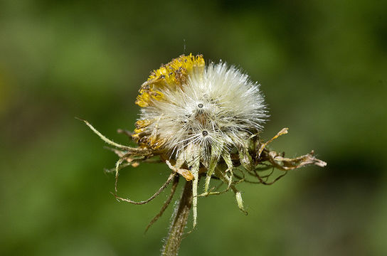 Image of great false leopardbane