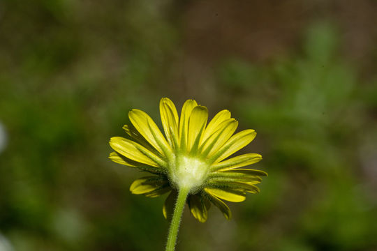 Doronicum pardalianches L. resmi