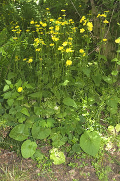 Image of great false leopardbane