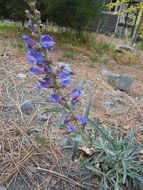 Image of royal penstemon