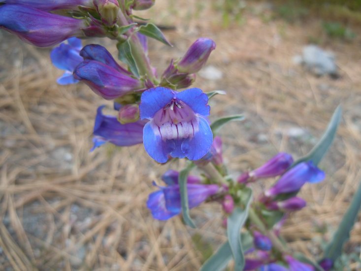 Image of royal penstemon