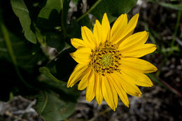 Image of mule-ears