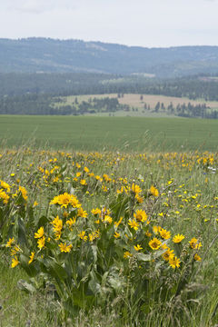 Image of mule-ears