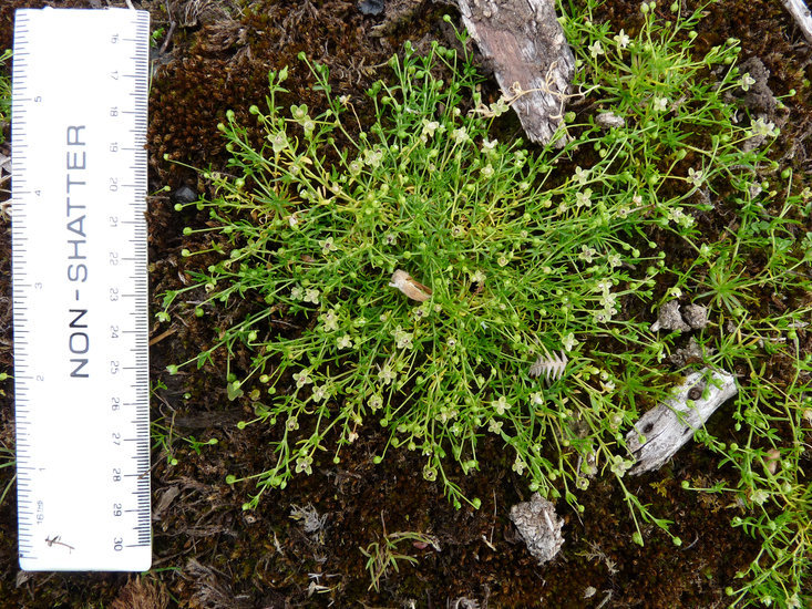 Image of birdeye pearlwort