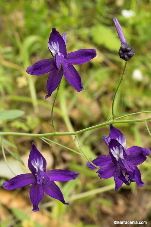 展梗翠雀花的圖片