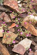 Image of <i>Mimulus torreyi</i>