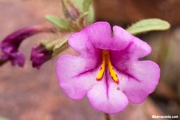 Image of <i>Mimulus torreyi</i>