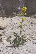 صورة <i>Cryptantha confertiflora</i>