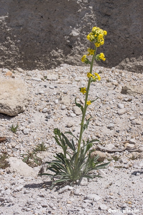 صورة <i>Cryptantha confertiflora</i>