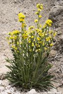 صورة <i>Cryptantha confertiflora</i>