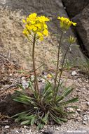 Image of sanddune wallflower