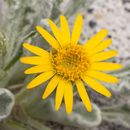 Image of pumice alpinegold