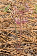 Image of dusky onion