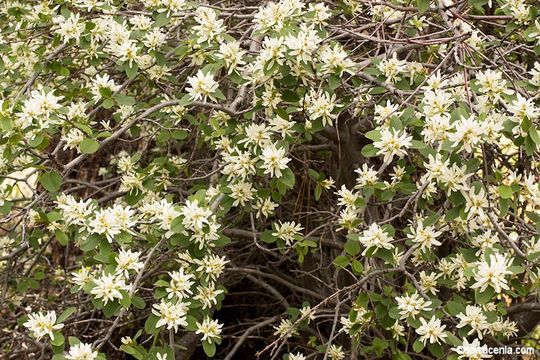 Image of Utah serviceberry