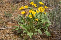 Sivun Balsamorhiza sagittata (Pursh) Nutt. kuva