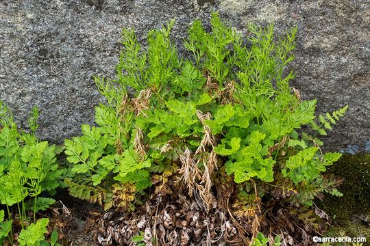 Cryptogramma acrostichoides R. Br. apud Richards. resmi