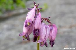 Image of Pacific bleeding heart