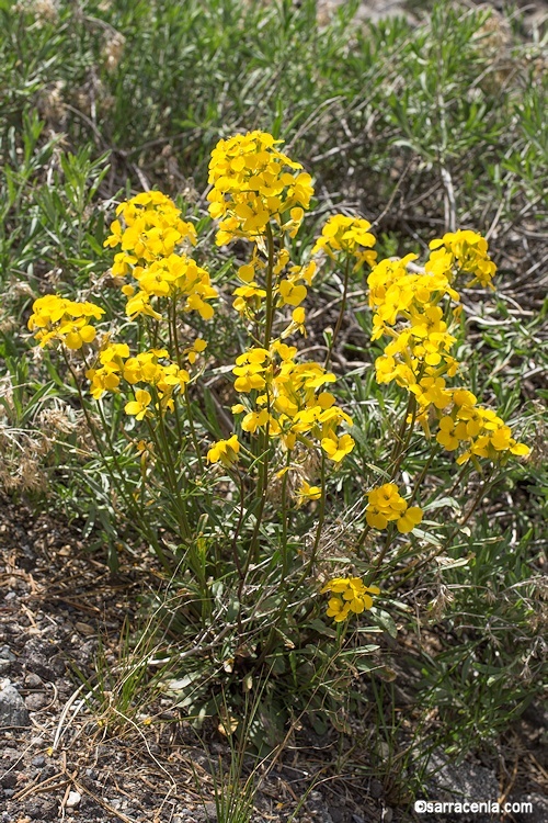 Image of sanddune wallflower