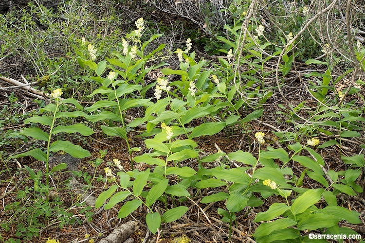 Image of feathery false lily of the valley