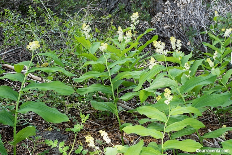 Image of feathery false lily of the valley